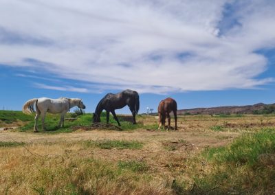 Three horses grazing