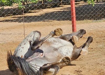 Lexi relaxing and rolling in the dust