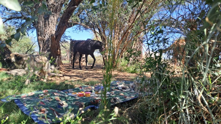 perdletiek picnic with ponies trail ride