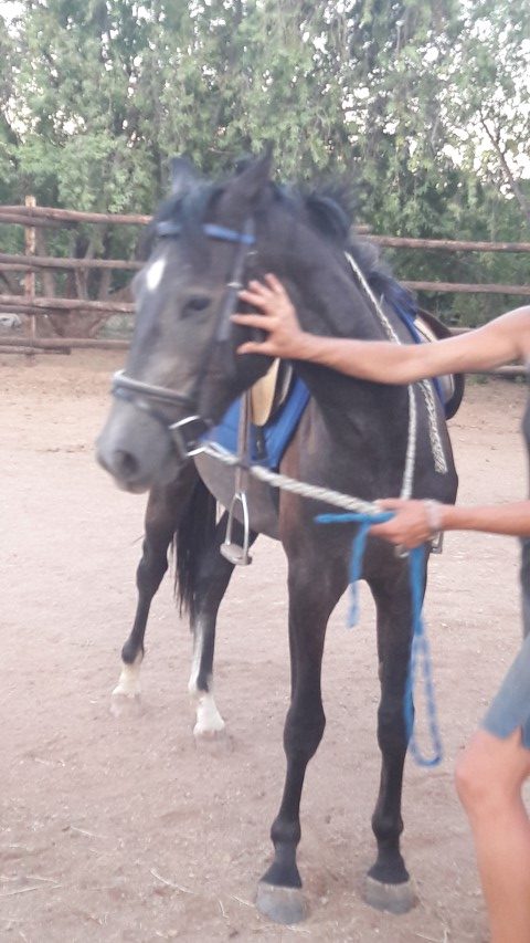 perdletiek training and gentling